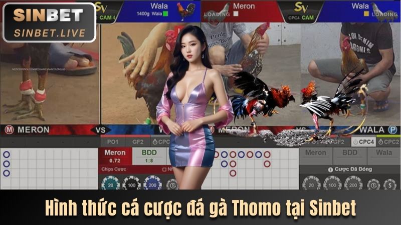 ĐÁ GÀ THOMO - LOẠI HÌNH CÁ CƯỢC XANH CHÍN CÙNG SINBET 4 CA CUOC HAP DAN VA TIEN ICH TAI NHA CAI SINBET