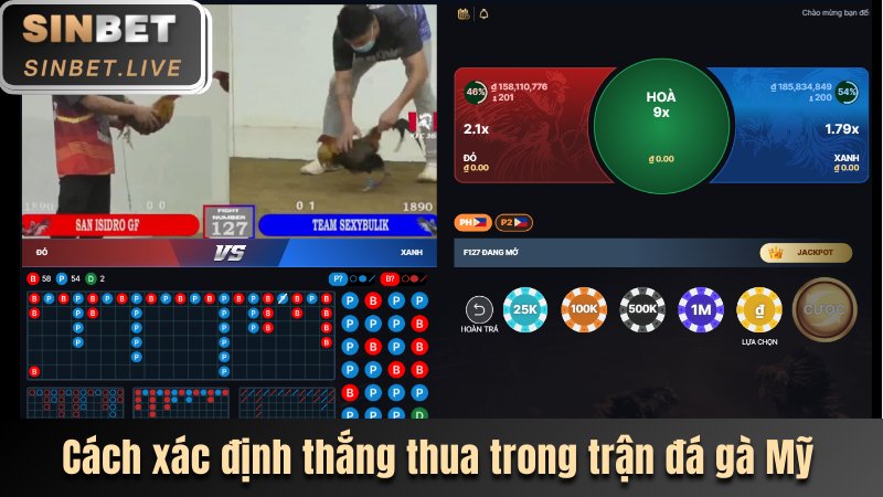 ĐÁ GÀ MỸ SINBET - NƠI CHIẾN KÊ THỐNG TRỊ SÀN ĐẤU 2025 4 CACH XAC DINH THANG THUA TRONG TRAN DA GA MY