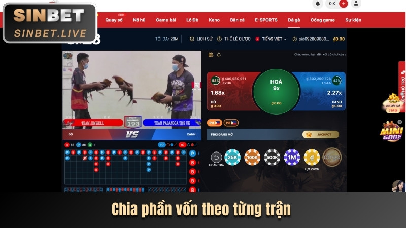 ĐÁ GÀ ASIL - TRẢI NGHIỆM TRANH TÀI HAY ĐẶT CƯỢC THẮNG LỚN 4 CHIA PHAN VON THEO TUNG TRAN