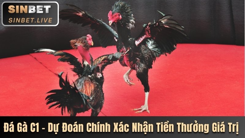ĐÁ GÀ C1