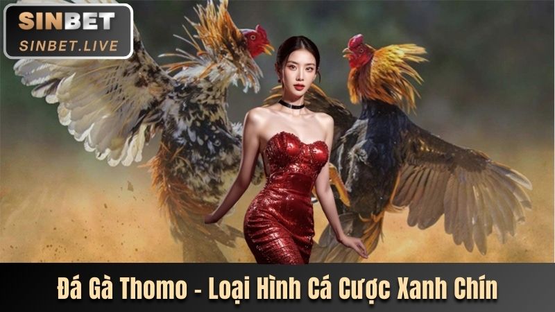 ĐÁ GÀ THOMO