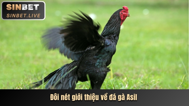 ĐÁ GÀ ASIL - TRẢI NGHIỆM TRANH TÀI HAY ĐẶT CƯỢC THẮNG LỚN 2 DOI NET GIOI THIEU VE DA GA ASIL