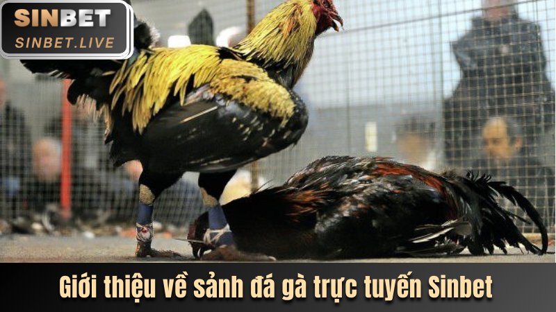 ĐÁ GÀ SINBET - NƠI QUY TỤ HÀNG TRĂM TRẬN ĐẤU LỚN 2025 5 GIỚI THIỆU ĐÔI NÉT VỀ SẢNH ĐÁ GÀ TRỰC TUYẾN SINBET