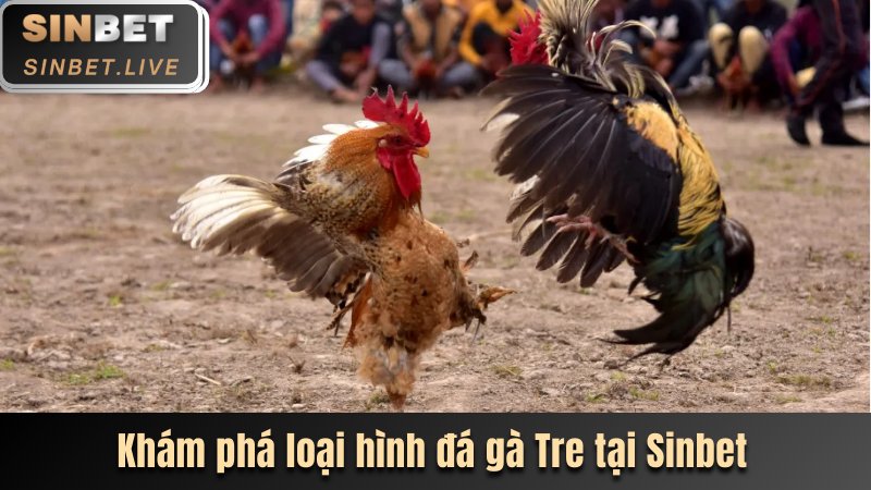 ĐÁ GÀ SINBET - NƠI QUY TỤ HÀNG TRĂM TRẬN ĐẤU LỚN 2025 7 KHÁM PHÁ LOẠI HÌNH ĐÁ GÀ TRE TẠI SINBET