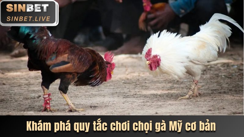 ĐÁ GÀ MỸ SINBET - NƠI CHIẾN KÊ THỐNG TRỊ SÀN ĐẤU 2025 3 KHAM PHA QUY TAC CHOI CHOI GA MY CO BAN