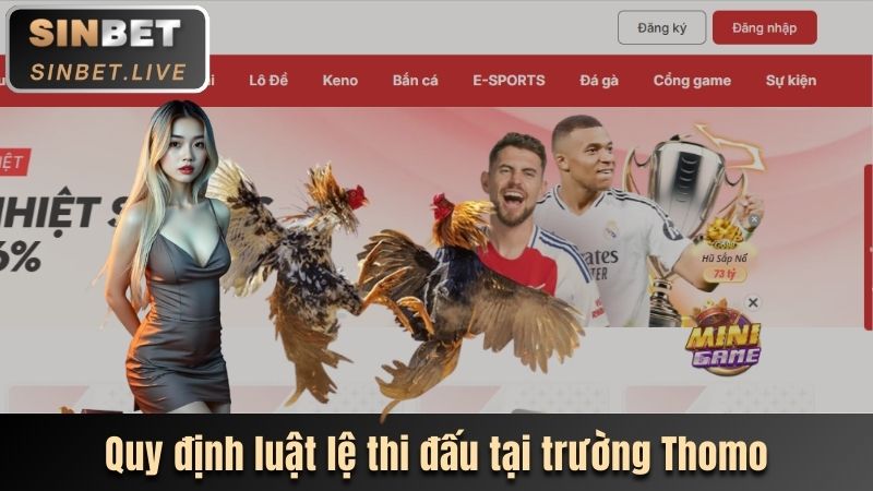 ĐÁ GÀ THOMO - LOẠI HÌNH CÁ CƯỢC XANH CHÍN CÙNG SINBET 3 NAM BAT VE LUAT LE THI DAU DA GA THOMO DANH CHO NGUOI THAM GIA