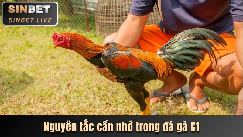 ĐÁ GÀ C1 - DỰ ĐOÁN CHÍNH XÁC NHẬN TIỀN THƯỞNG GIÁ TRỊ 3 NGUYEN TAC CAN NHO TRONG DA GA C1