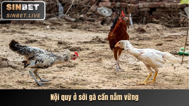 ĐÁ GÀ ASIL - TRẢI NGHIỆM TRANH TÀI HAY ĐẶT CƯỢC THẮNG LỚN 3 NOI QUY O SOI GA CAN NAM VUNG