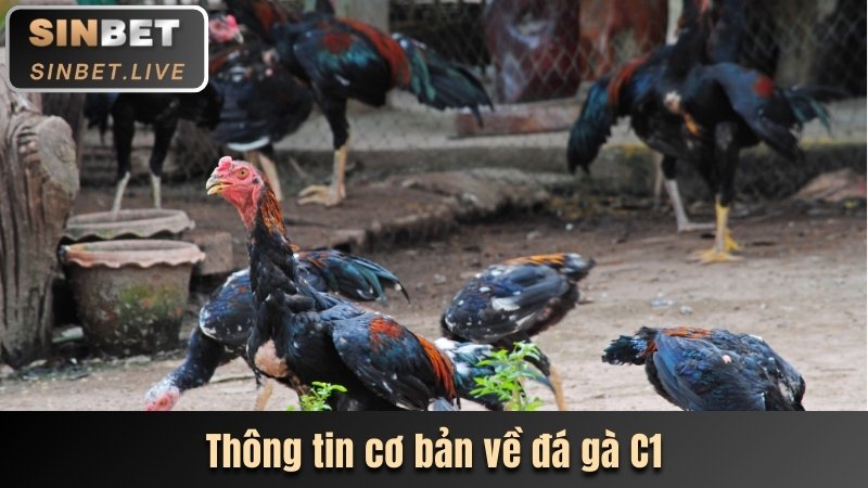 ĐÁ GÀ C1 - DỰ ĐOÁN CHÍNH XÁC NHẬN TIỀN THƯỞNG GIÁ TRỊ 2 THONG TIN CO BAN VE DA GA C1