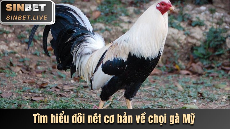 ĐÁ GÀ MỸ SINBET - NƠI CHIẾN KÊ THỐNG TRỊ SÀN ĐẤU 2025 2 TIM HIEU DOI NET CO BAN VE CHOI GA MY