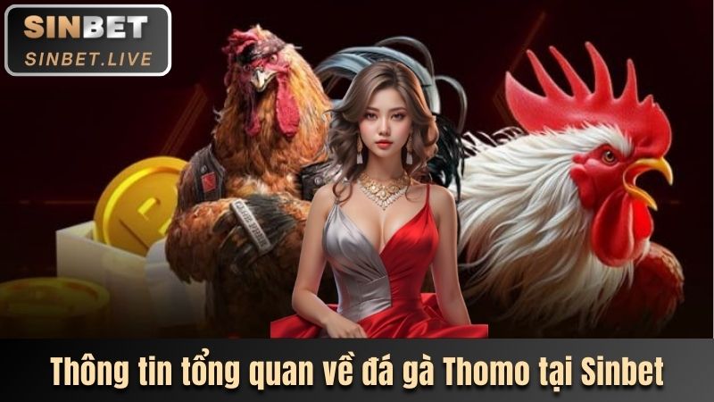 ĐÁ GÀ THOMO - LOẠI HÌNH CÁ CƯỢC XANH CHÍN CÙNG SINBET 2 TONG QUAN VE DA GA THOMO TREN THI TRUONG HIEN NAY